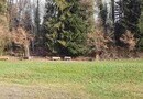 Striktes Rauch- und Feuerverbot in Vorarlbergs Wäldern